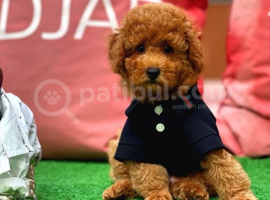 Red Toy Poodle Yavrularımız görsel