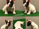 Muhteşem Maskeli French Bulldog Dişi Yavrumuz