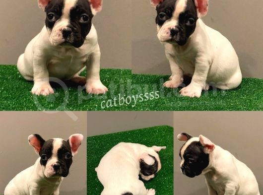 Muhteşem Maskeli French Bulldog Dişi Yavrumuz