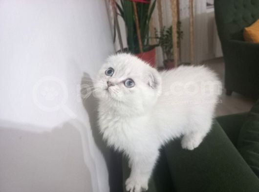 Erkek Scotti̇sh Fold Si̇lver görsel
