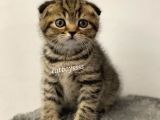 Black Golden Tabby Scottish Fold Erkek Yavrumuz