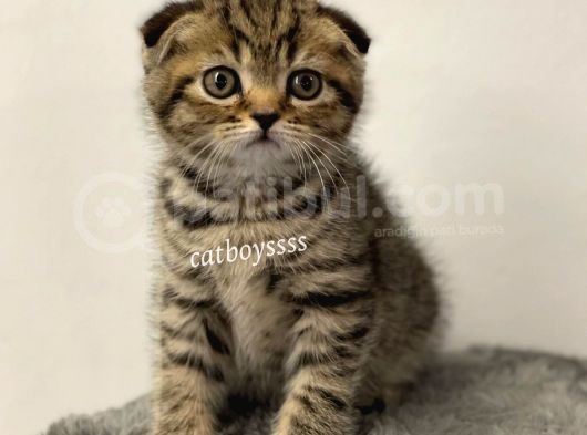Black Golden Tabby Scottish Fold Erkek Yavrumuz