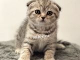 Silver Tabby Scottish Fold Dişi Yavrumuz