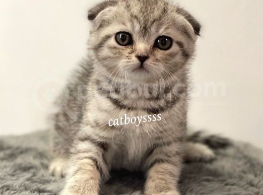 Silver Tabby Scottish Fold Dişi Yavrumuz görsel
