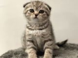 Silver Tabby Scottish Fold Dişi Yavrumuz