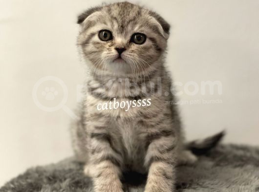 Silver Tabby Scottish Fold Dişi Yavrumuz görsel