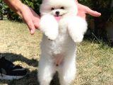 Ayı Surat Pomeranian Boo Yavrularımız