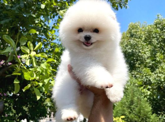 Ayı Surat Pomeranian Boo Yavrularımız görsel