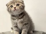 Blue Tabby Scottish Fold Dişi Yavrumuz