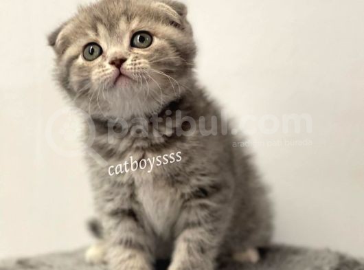 Blue Tabby Scottish Fold Dişi Yavrumuz görsel