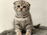 Silver Tabby Scottish Fold Dişi Yavrumuz
