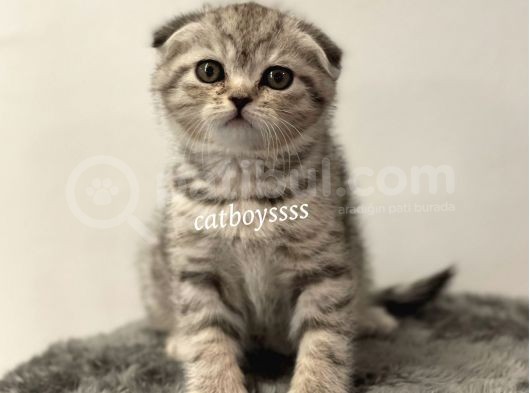 Silver Tabby Scottish Fold Dişi Yavrumuz görsel