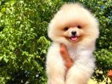 Ayı Surat Pomeranian Boo Yavrularımız