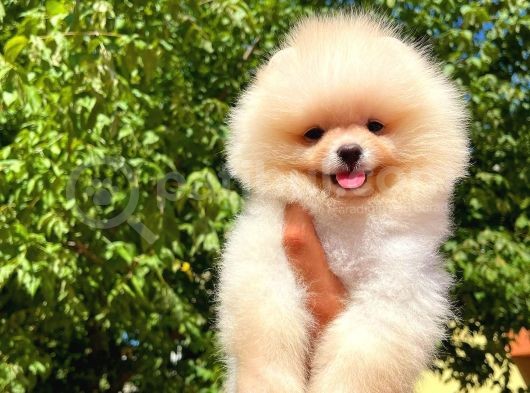 Ayı Surat Pomeranian Boo Yavrularımız