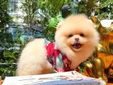 Ayı Surat Pomeranian Boo Yavrularımız