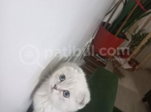 Erkek Scotti̇sh Fold Si̇lver görsel