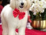 Dev Poodle Yavrularimiz