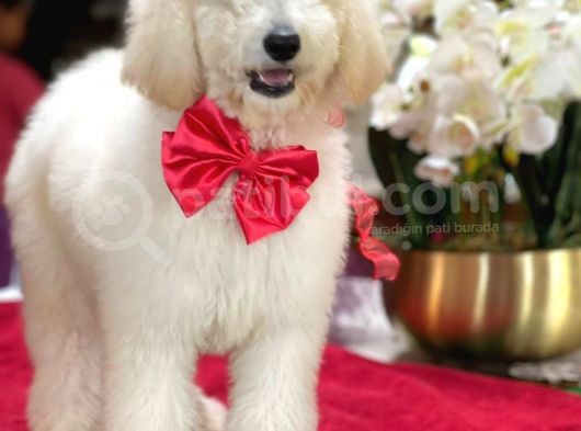 Dev Poodle Yavrularimiz görsel