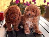 Toy Poodle Yavrularim
