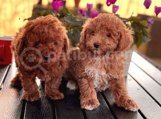 Toy Poodle Yavrularim