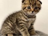 Black Golden Tabby Scottish Fold Erkek Yavrumuz