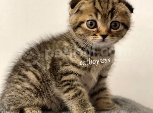 Black Golden Tabby Scottish Fold Erkek Yavrumuz görsel