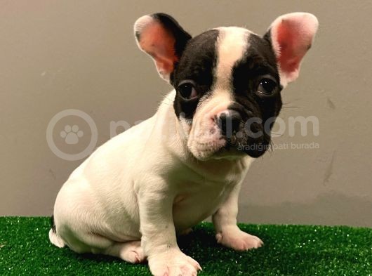 Muhteşem Maskeli French Bulldog Dişi Yavrumuz görsel