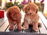 Poodle Toy Yavrularim