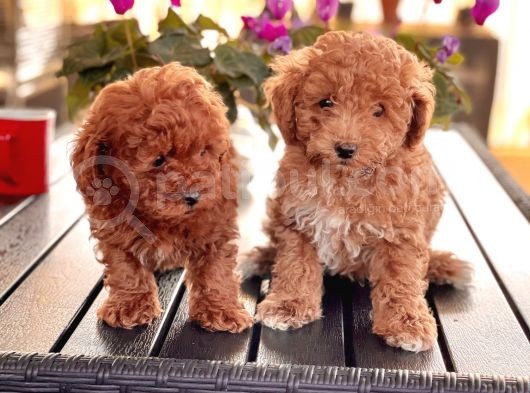 Poodle Toy Yavrularim