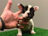 Muhteşem Maskeli French Bulldog Dişi Yavrumuz