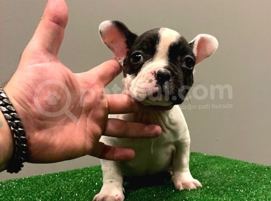 Muhteşem Maskeli French Bulldog Dişi Yavrumuz görsel