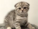 Silver Tabby Scottish Fold Dişi Yavrumuz