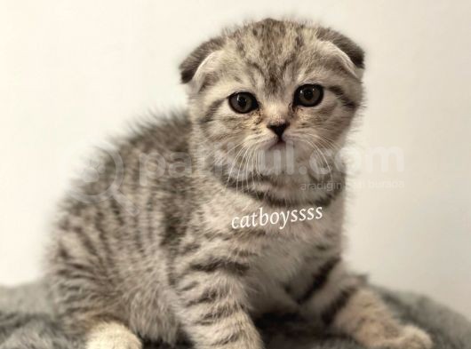 Silver Tabby Scottish Fold Dişi Yavrumuz görsel