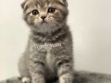 Blue Tabby Scottish Fold Dişi Yavrumuz