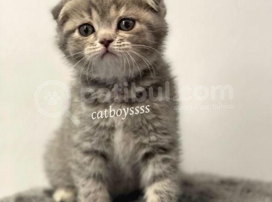 Blue Tabby Scottish Fold Dişi Yavrumuz görsel