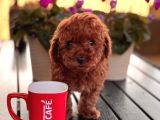 Red - Apri̇cot Toy Poodle Yavrulari