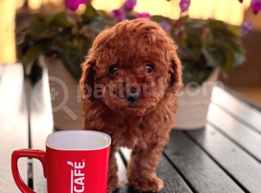 Red - Apri̇cot Toy Poodle Yavrulari