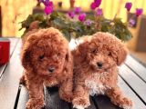 Poodle Toy Yavrularim
