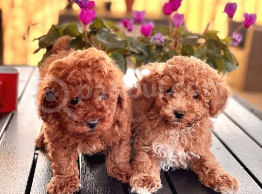 Poodle Toy Yavrularim görsel