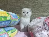 Erkek Scotti̇sh Fold Si̇lver