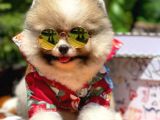 Irk Ve Sağlık Garantili Pomeranian Boo Yavrularımız