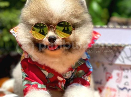 Irk Ve Sağlık Garantili Pomeranian Boo Yavrularımız