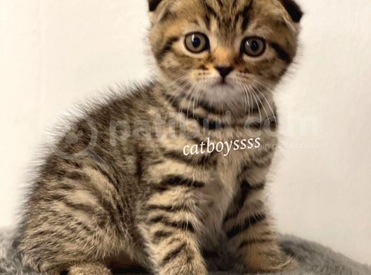 Black Golden Tabby Scottish Fold Erkek Yavrumuz görsel