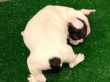 Muhteşem Maskeli French Bulldog Dişi Yavrumuz