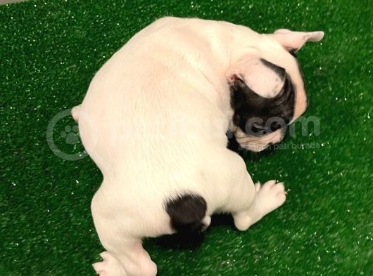 Muhteşem Maskeli French Bulldog Dişi Yavrumuz görsel