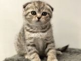 Silver Tabby Scottish Fold Dişi Yavrumuz