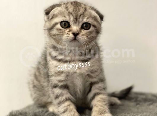 Silver Tabby Scottish Fold Dişi Yavrumuz görsel