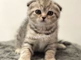 Silver Tabby Scottish Fold Dişi Yavrumuz