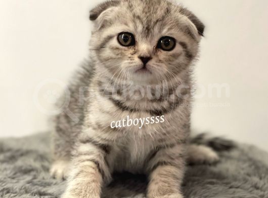 Silver Tabby Scottish Fold Dişi Yavrumuz görsel