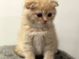 Cream Scottish Fold Erkek Yavrumuz